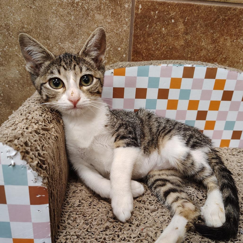 Annabelle, Adoptable, Young Female Domestic Short Hair.