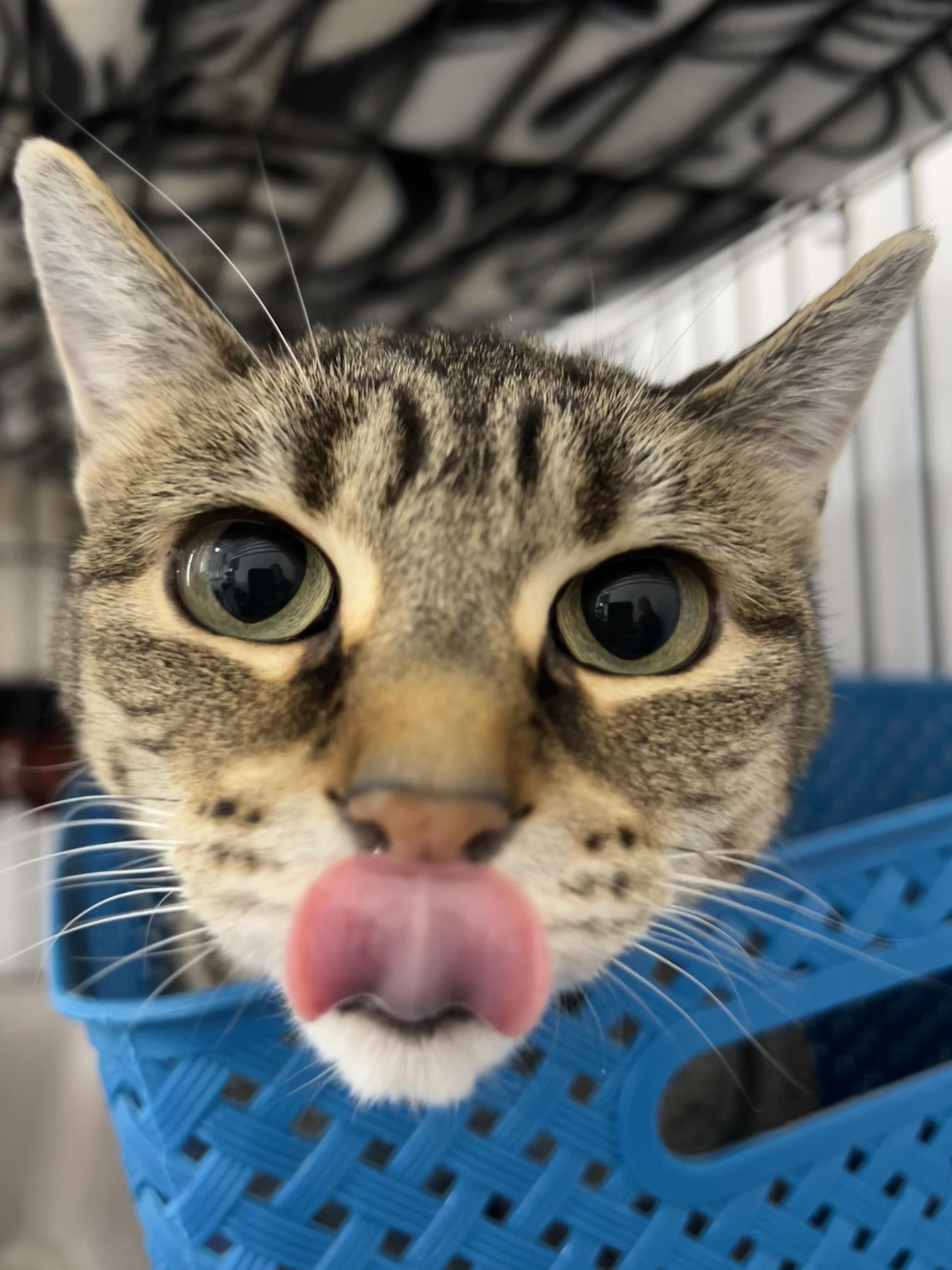 Mila, a Adoptable Domestic Short Hair in Lansing, MI image 1/2