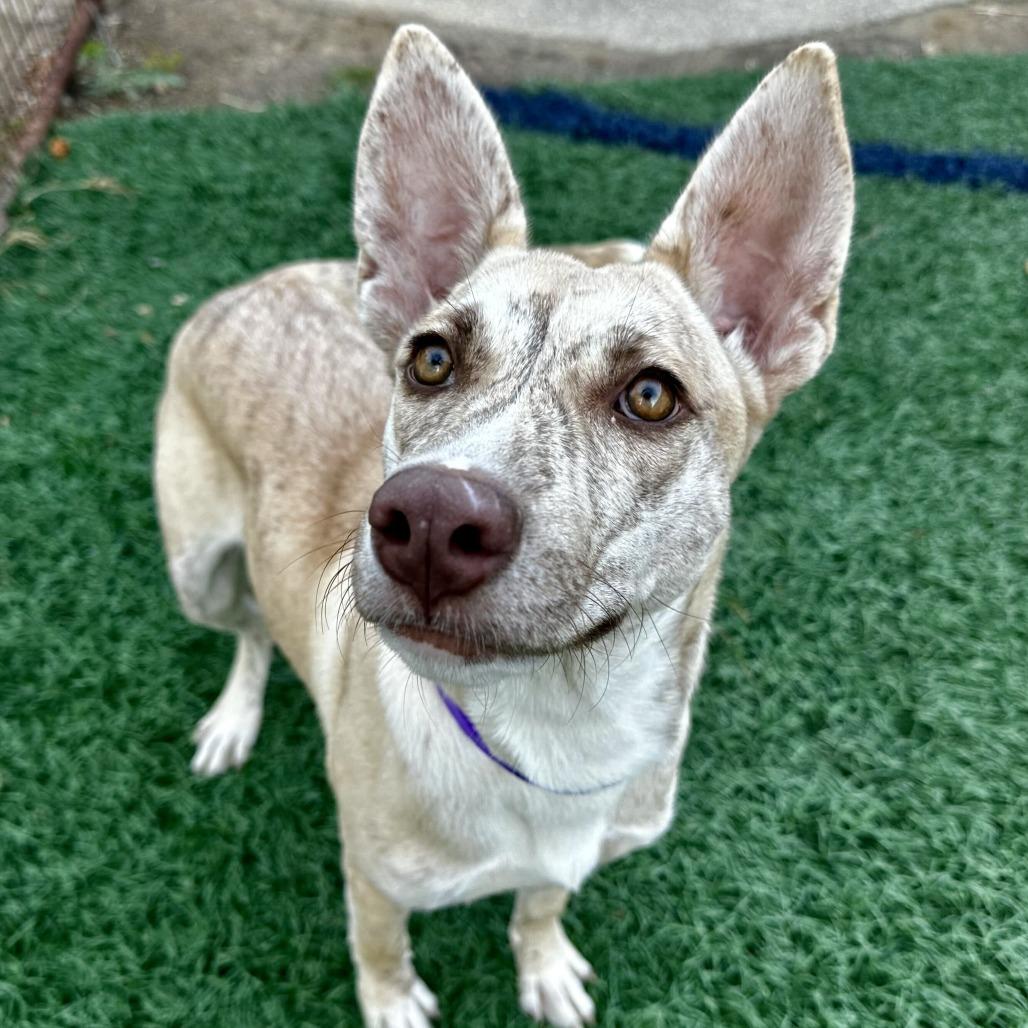 Enlarge Pixie HERE IN NH, a Adoptable Mixed Breed in Barrington, NH image 2/2