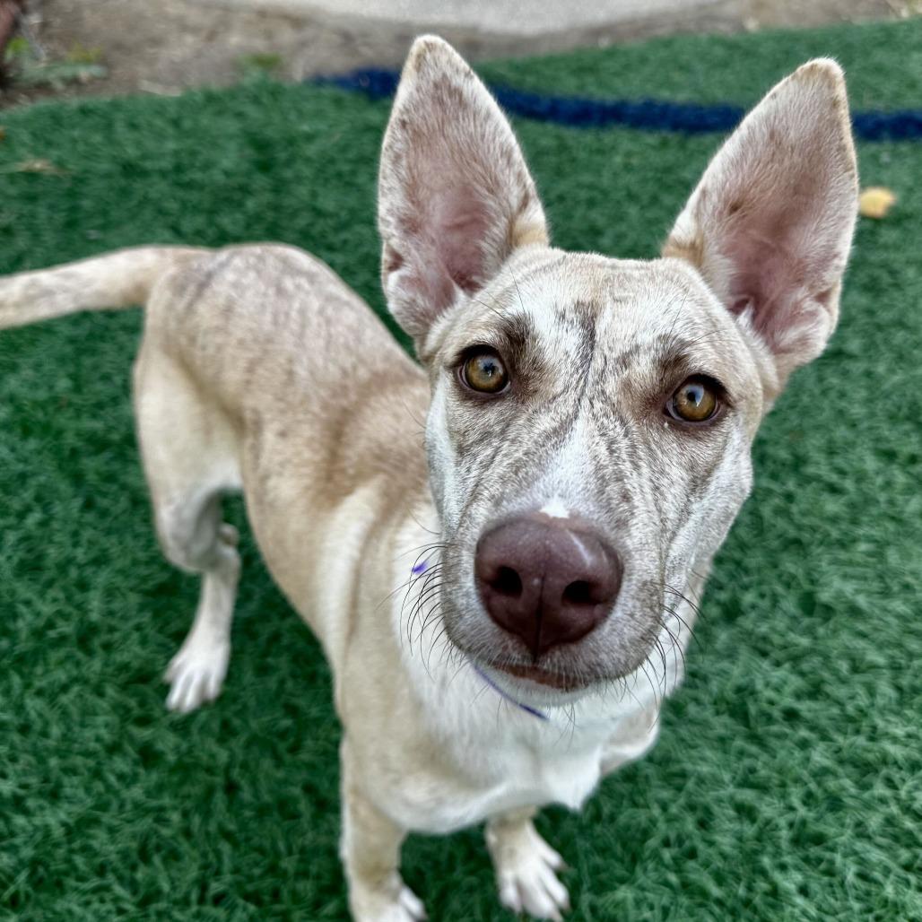 Enlarge Pixie HERE IN NH, a Adoptable Mixed Breed in Barrington, NH image 1/2