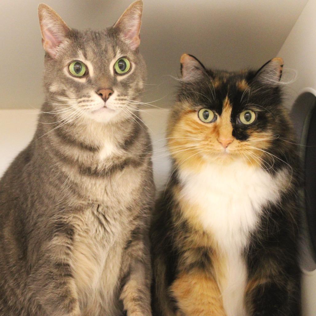 Enlarge Riley, a Adoptable Domestic Long Hair in Champaign, IL image 1/5