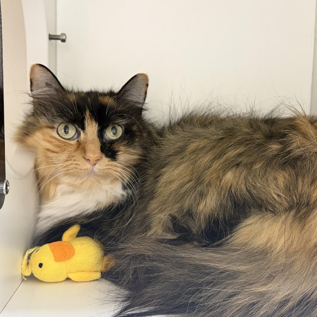 Enlarge Riley, a Adoptable Domestic Long Hair in Champaign, IL image 2/5