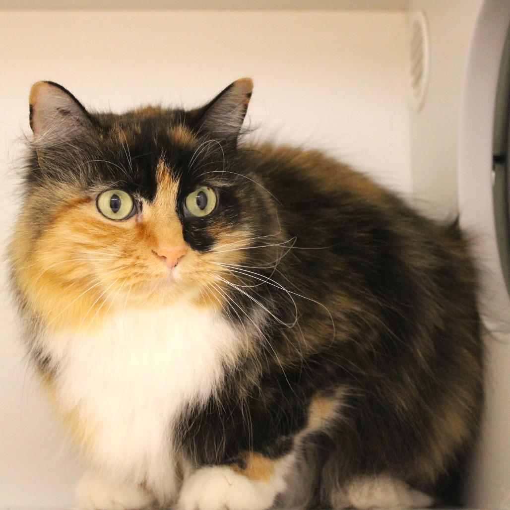 Enlarge Riley, a Adoptable Domestic Long Hair in Champaign, IL image 3/5