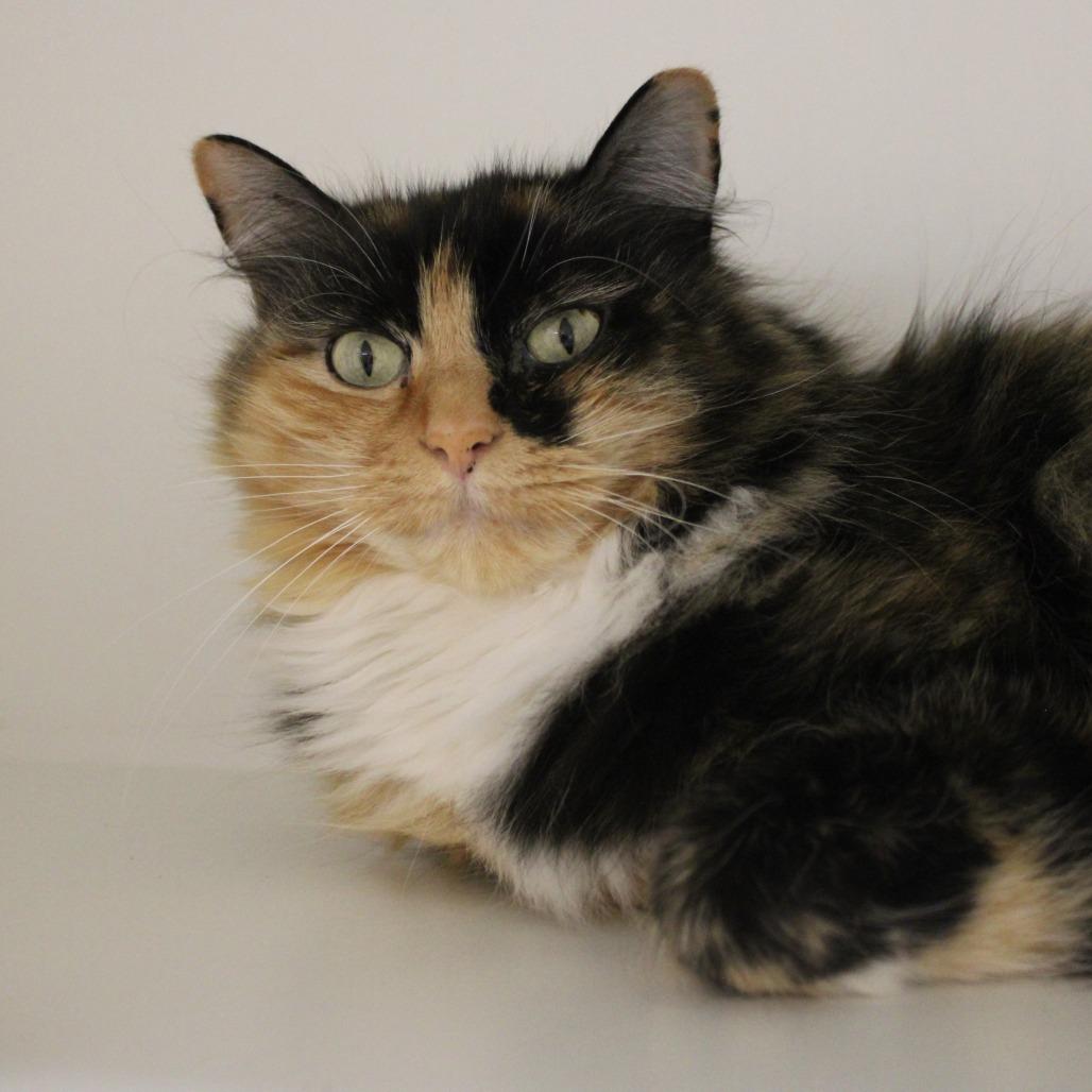 Enlarge Riley, a Adoptable Domestic Long Hair in Champaign, IL image 5/5
