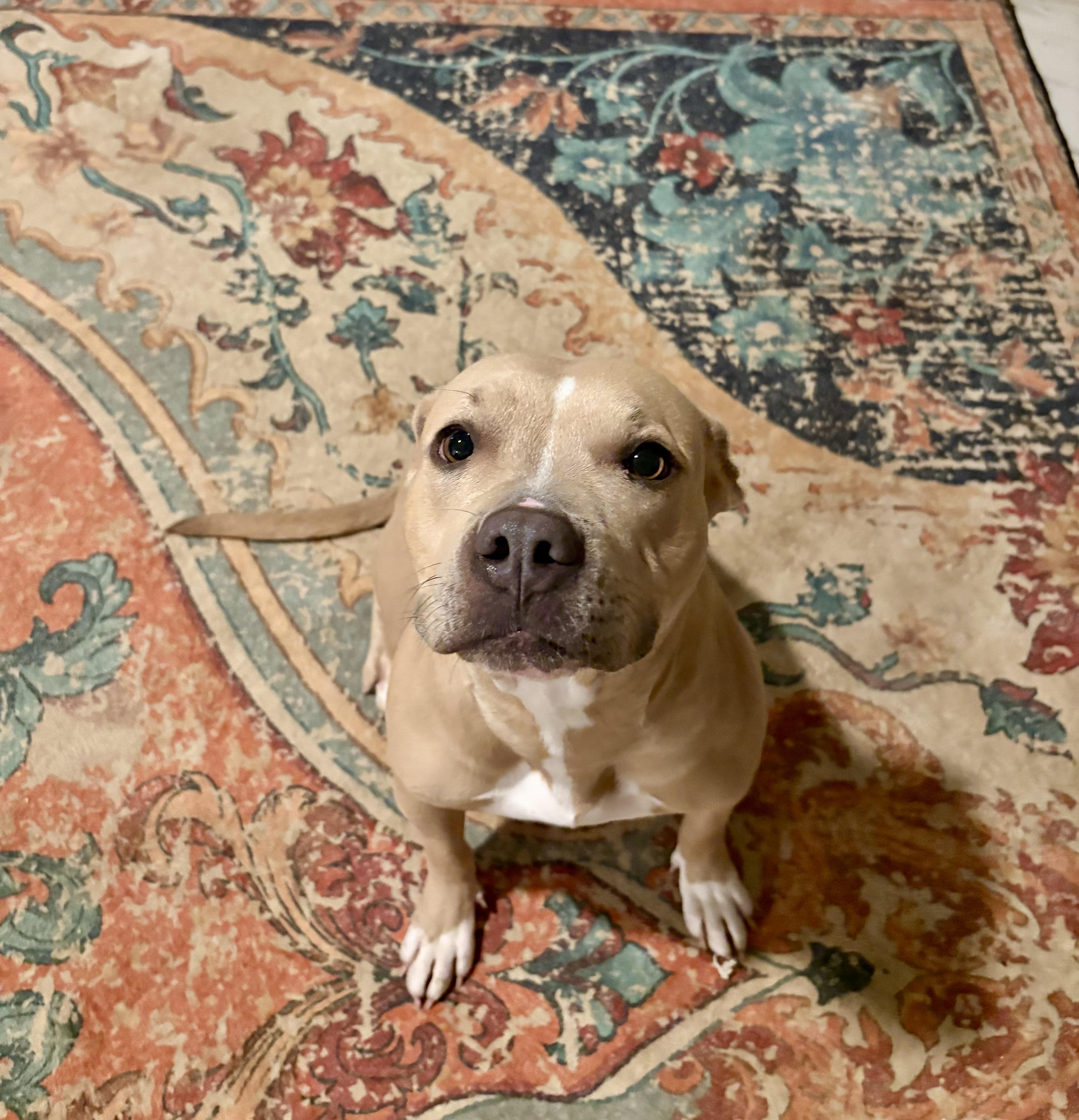 Enlarge Latto, a Adoptable mixed breed in Springfield , MO image 2/4