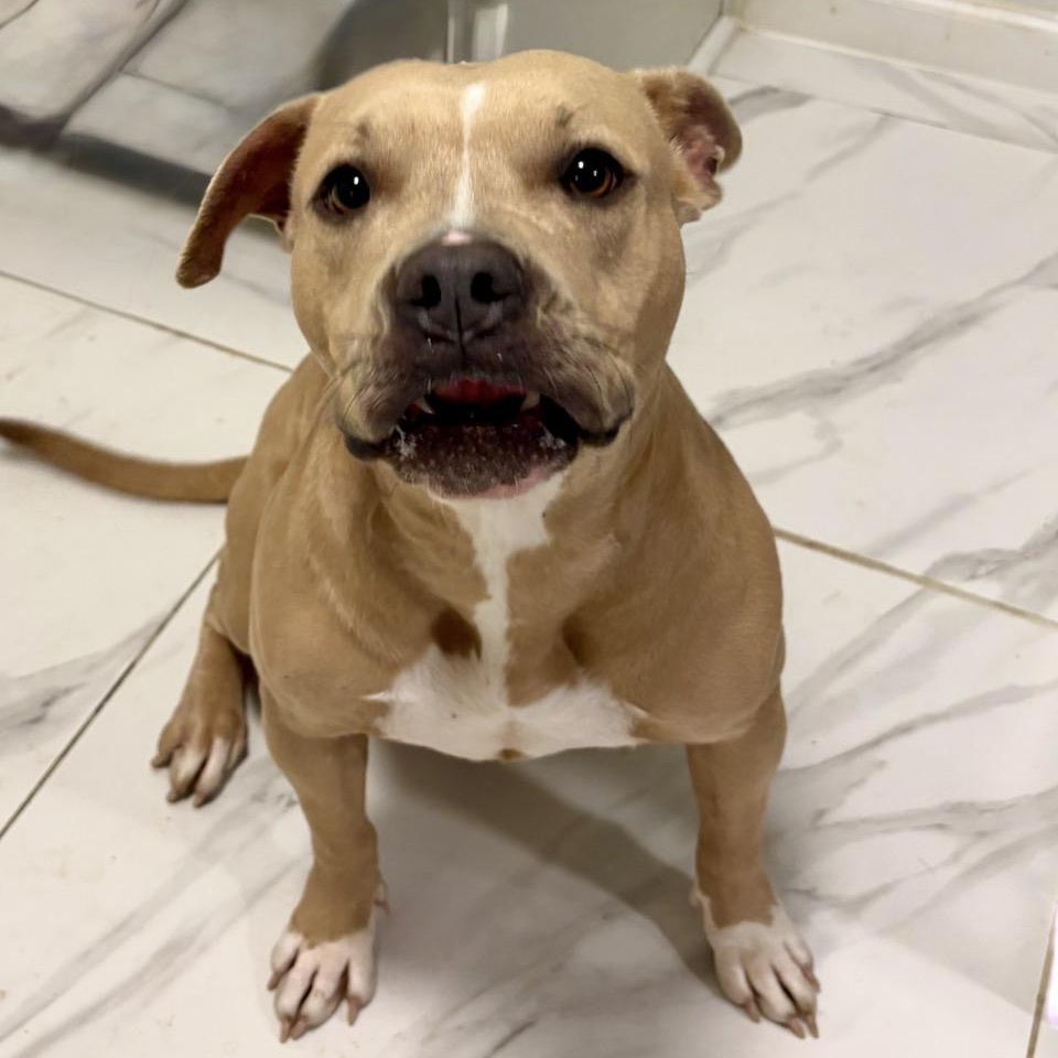 Enlarge Latto, a Adoptable mixed breed in Springfield , MO image 1/4