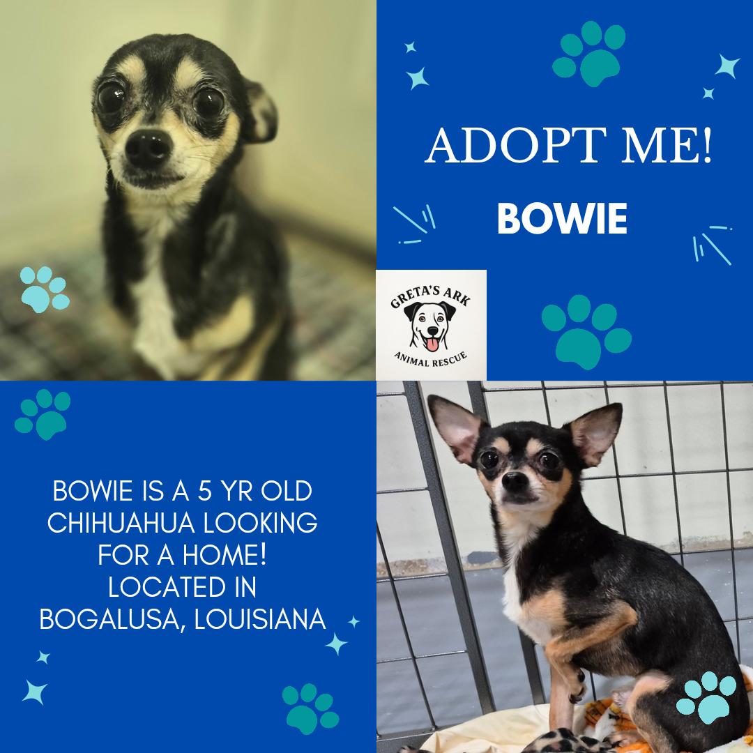Bowie