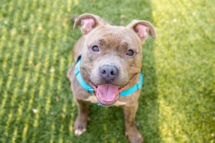 Ferrari Blue, Adoptable, Adult Female American Staffordshire Terrier & Mixed Breed.