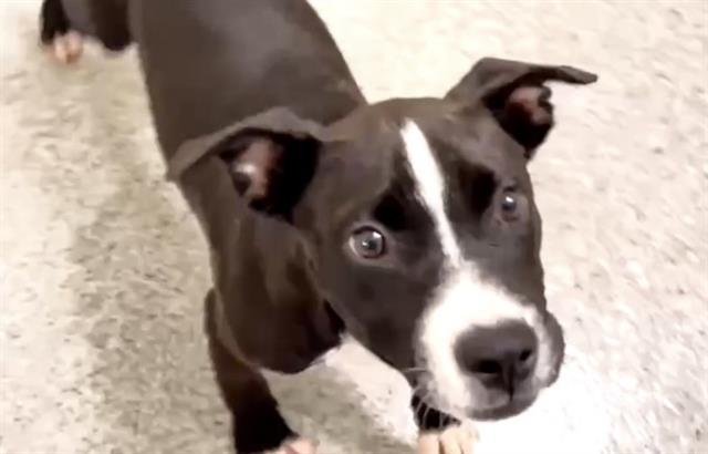 Enlarge DUNE, a Adoptable mixed breed in Houston, TX image 1/1