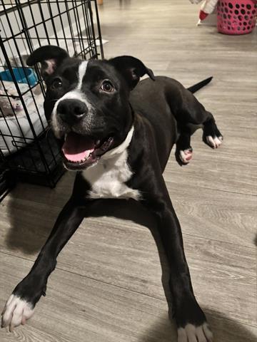 DUNE, Adoptable, Young Male Labrador Retriever & Mixed Breed.