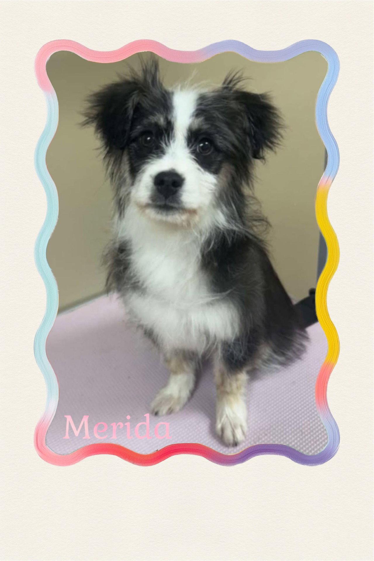 Enlarge Merida/Yupi, a Adopted mixed breed in Walnutport, PA image 1/1