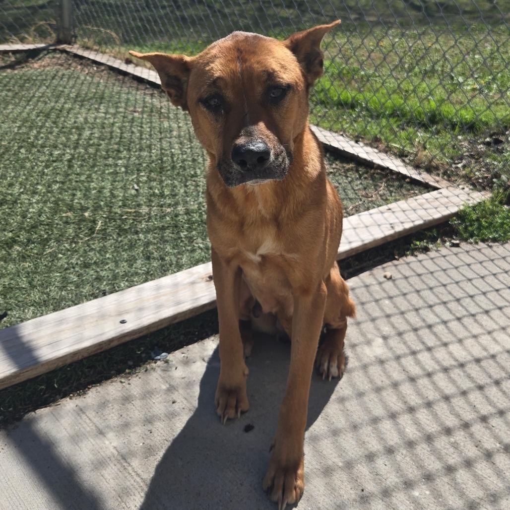 LC-Peachy, Adoptable, Young Female Mixed Breed & Mixed Breed.