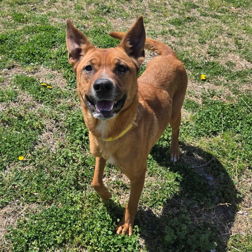 Enlarge LC-Peachy, a Adoptable mixed breed in Tulsa, OK image 2/6