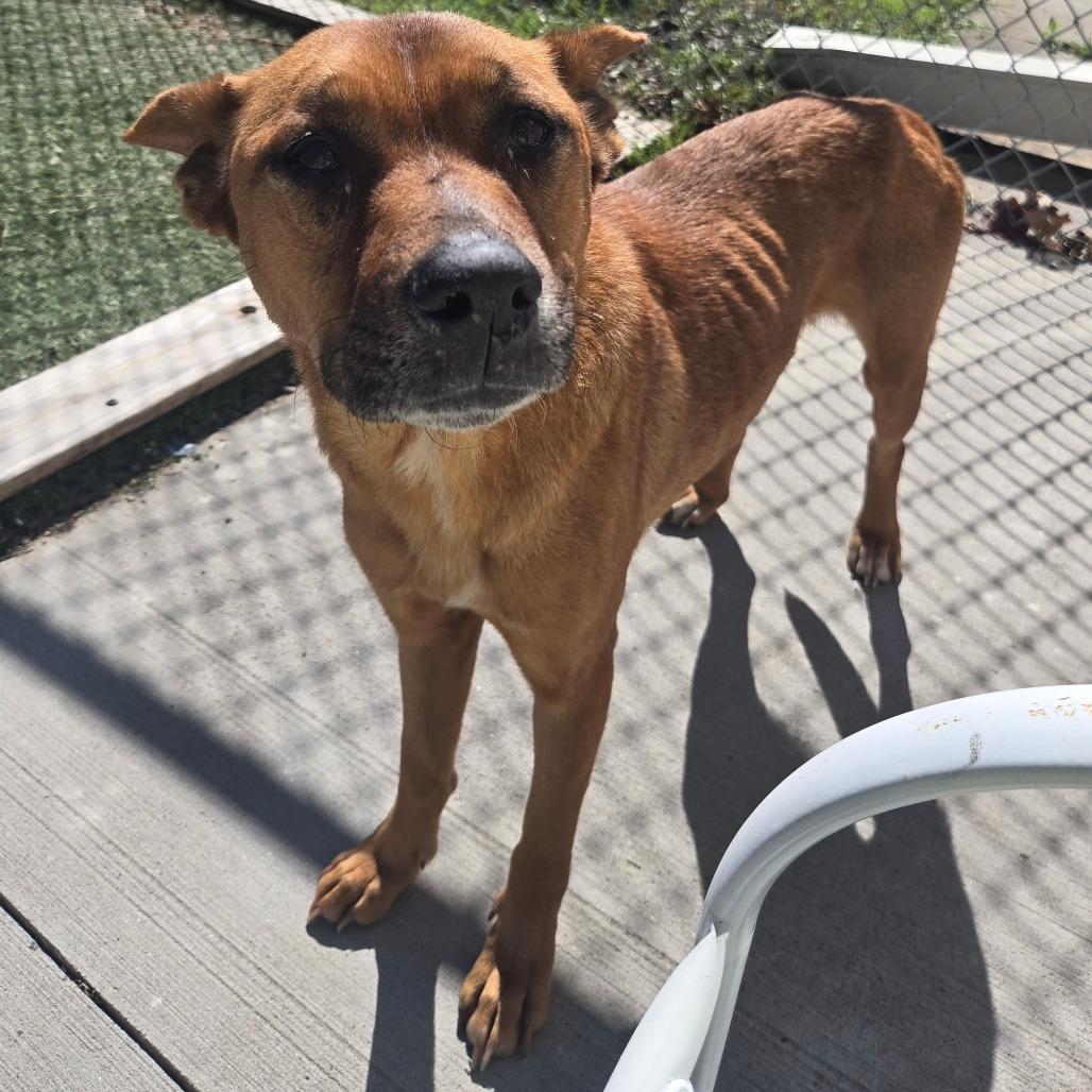 Enlarge LC-Peachy, a Adoptable mixed breed in Tulsa, OK image 3/6