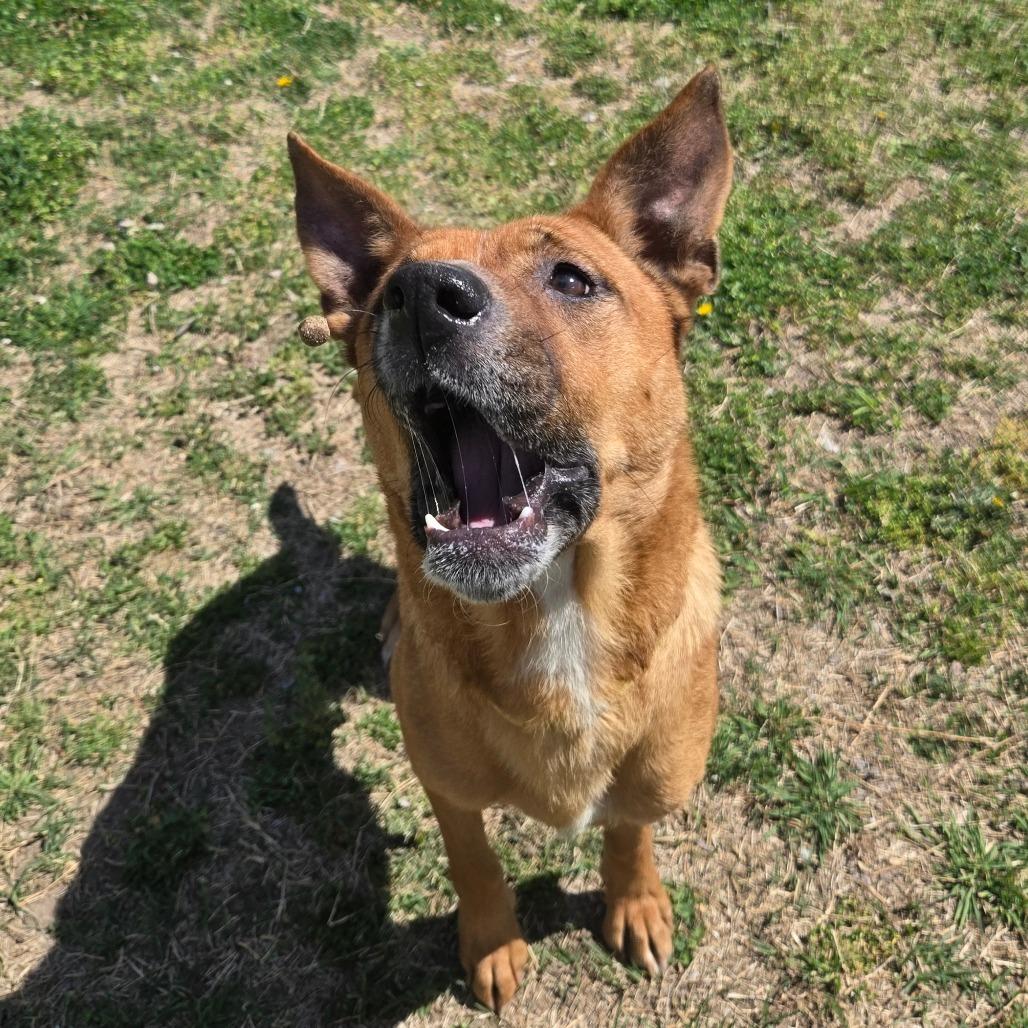 Enlarge LC-Peachy, a Adoptable mixed breed in Tulsa, OK image 4/6