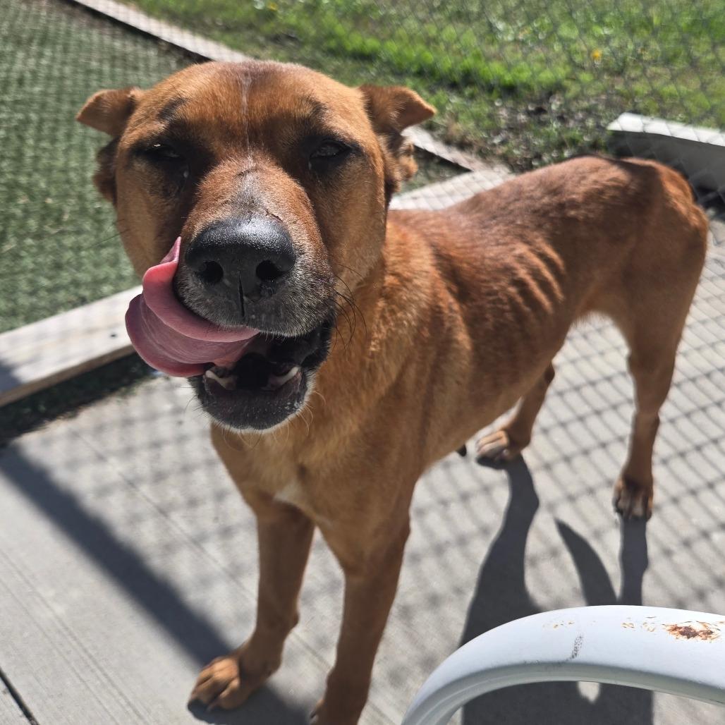 Enlarge LC-Peachy, a Adoptable mixed breed in Tulsa, OK image 5/6