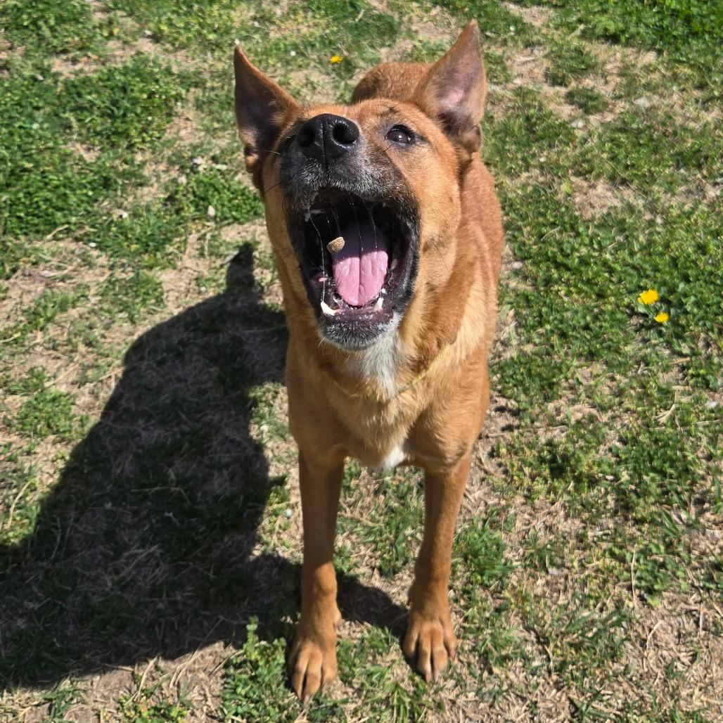 Enlarge LC-Peachy, a Adoptable mixed breed in Tulsa, OK image 6/6