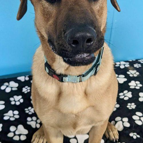 Archer, Adoptable, Young Male German Shepherd Dog & Mixed Breed.
