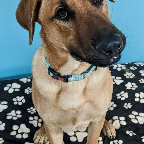 Enlarge Archer, a Adoptable mixed breed in Leesburg, AL image 2/4