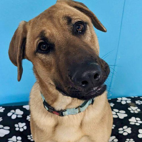 Enlarge Archer, a Adoptable mixed breed in Leesburg, AL image 3/4