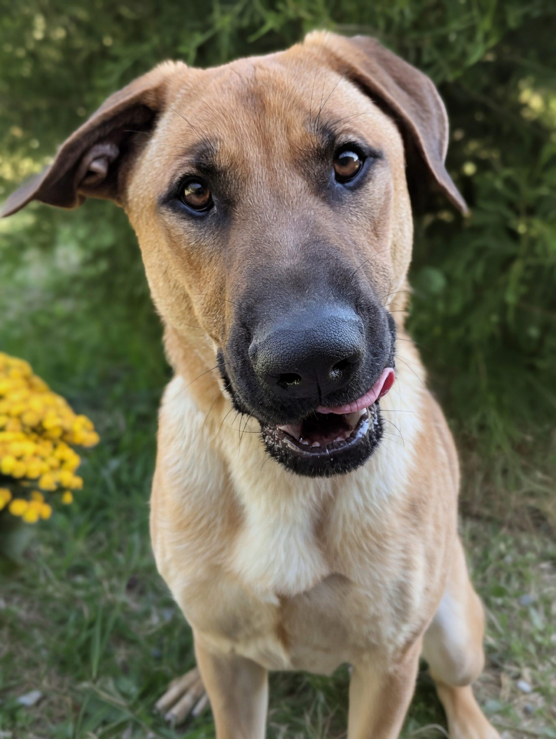 Enlarge Archer, a Adoptable mixed breed in Leesburg, AL image 1/5