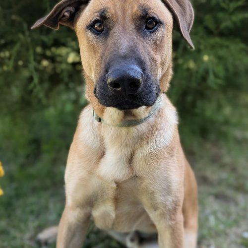 Enlarge Archer, a Adoptable mixed breed in Leesburg, AL image 2/5