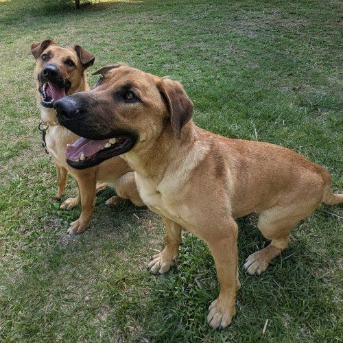 Enlarge Archer, a Adoptable mixed breed in Leesburg, AL image 3/5