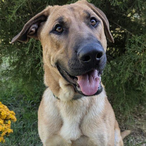 Enlarge Archer, a Adoptable mixed breed in Leesburg, AL image 4/5