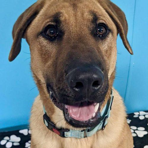Enlarge Archer, a Adoptable mixed breed in Leesburg, AL image 5/5