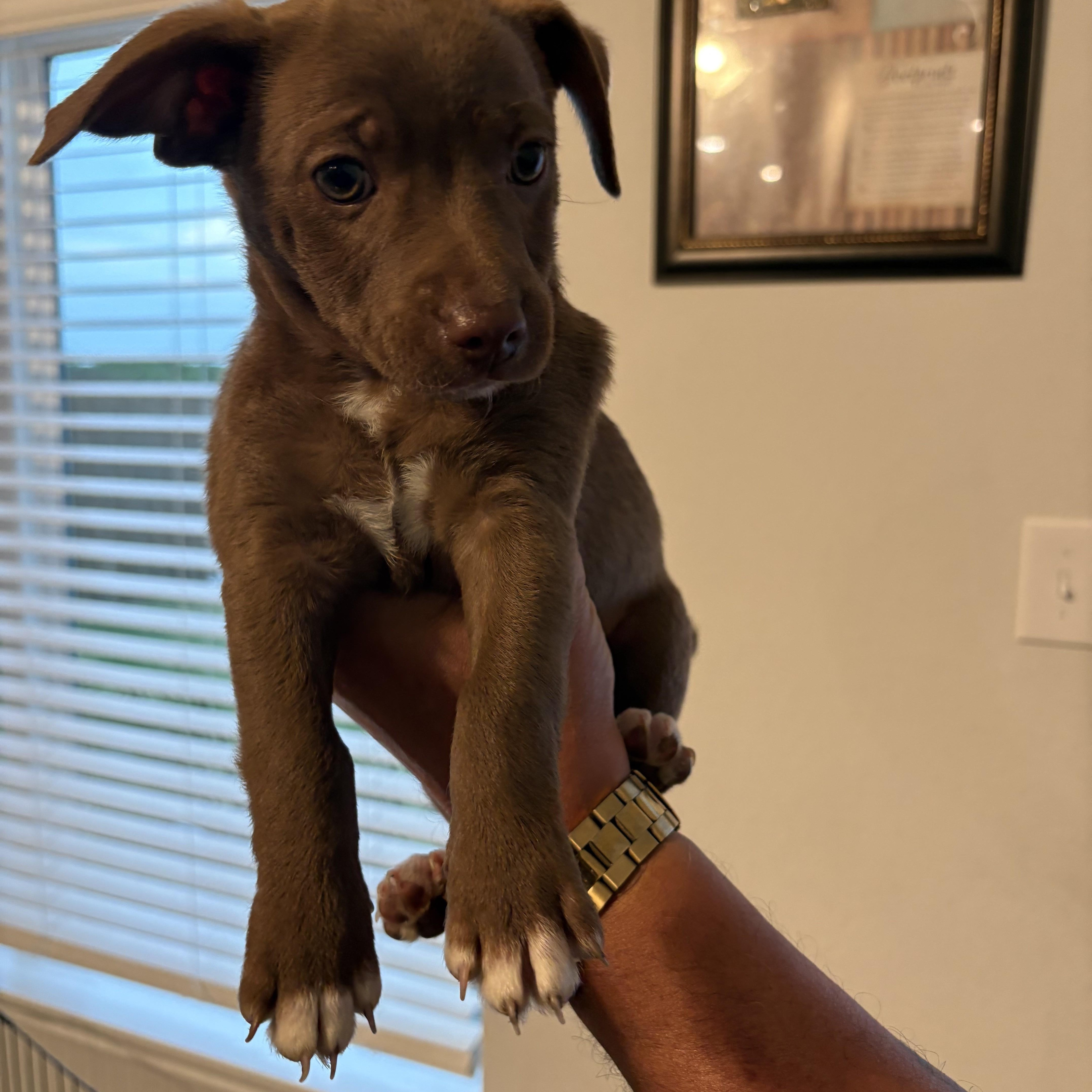Brownie, adopted, Puppy Male Chihuahua.