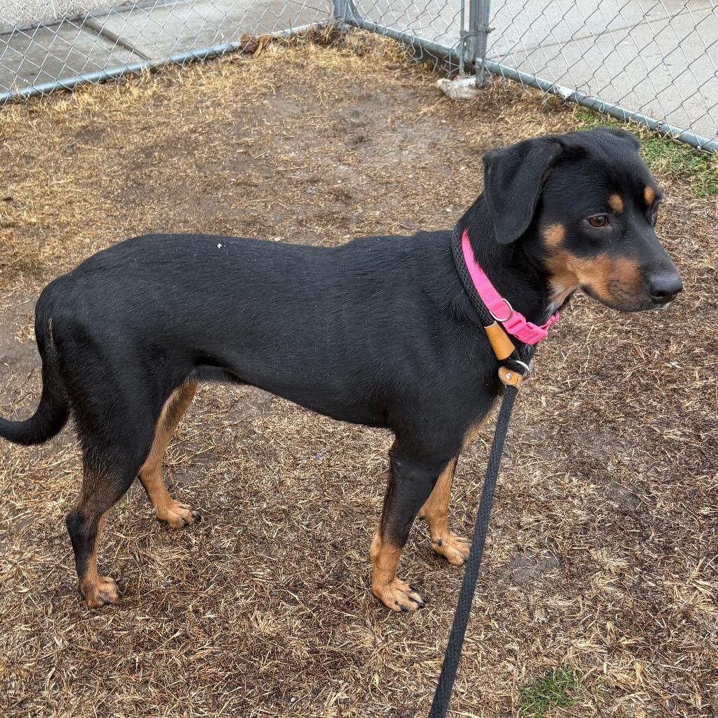 Cherry P4P, Adoptable, Young Female Hound.