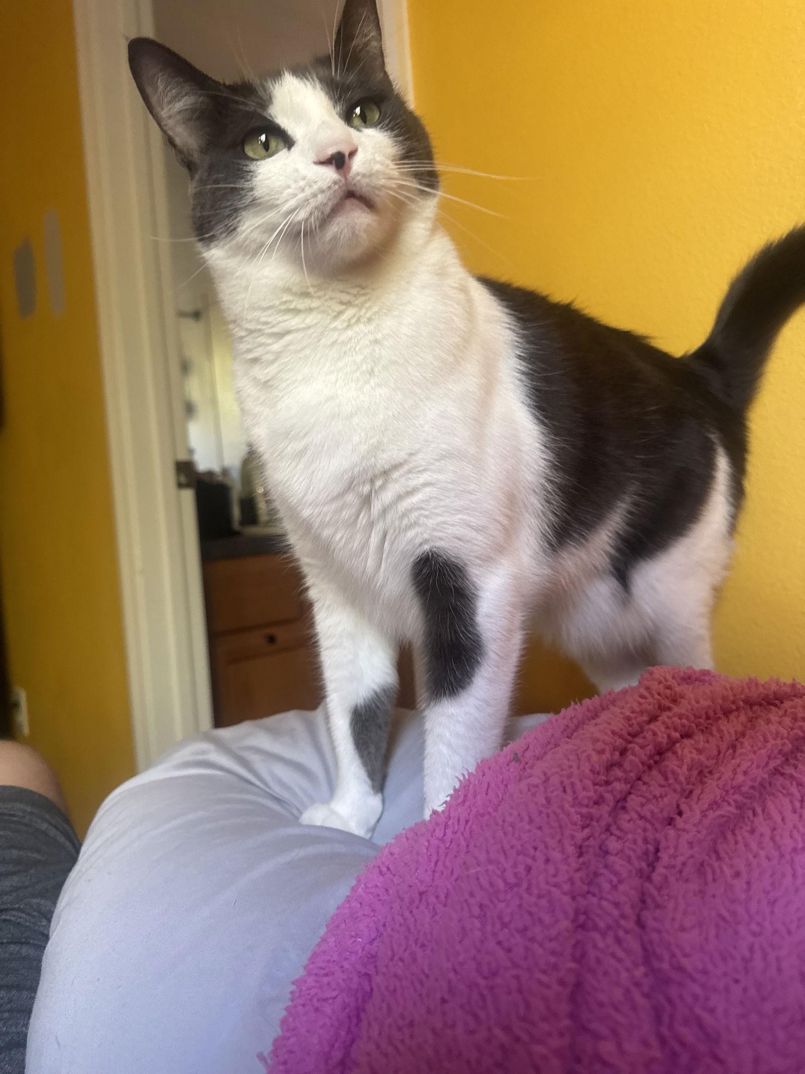 Enlarge Carl, a Adoptable Domestic Short Hair in Land O Lakes, FL image 1/3