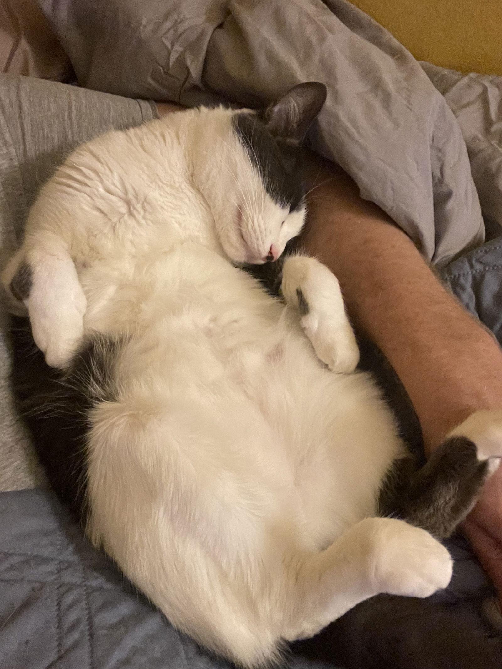 Enlarge Carl, a Adoptable Domestic Short Hair in Land O Lakes, FL image 3/3