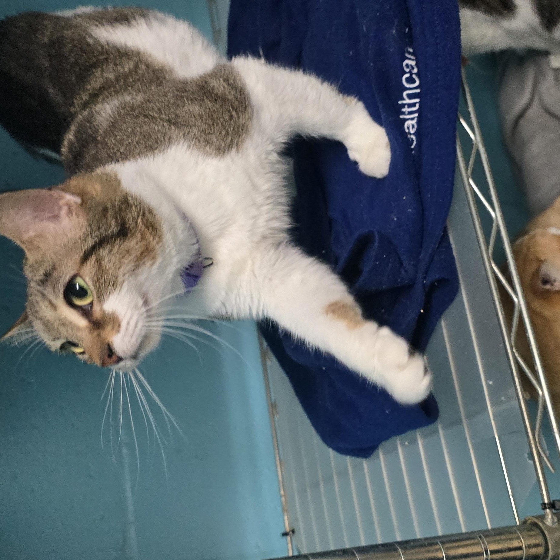 Enlarge Paisley, a Adoptable Domestic Short Hair in Milledgeville, GA image 4/6