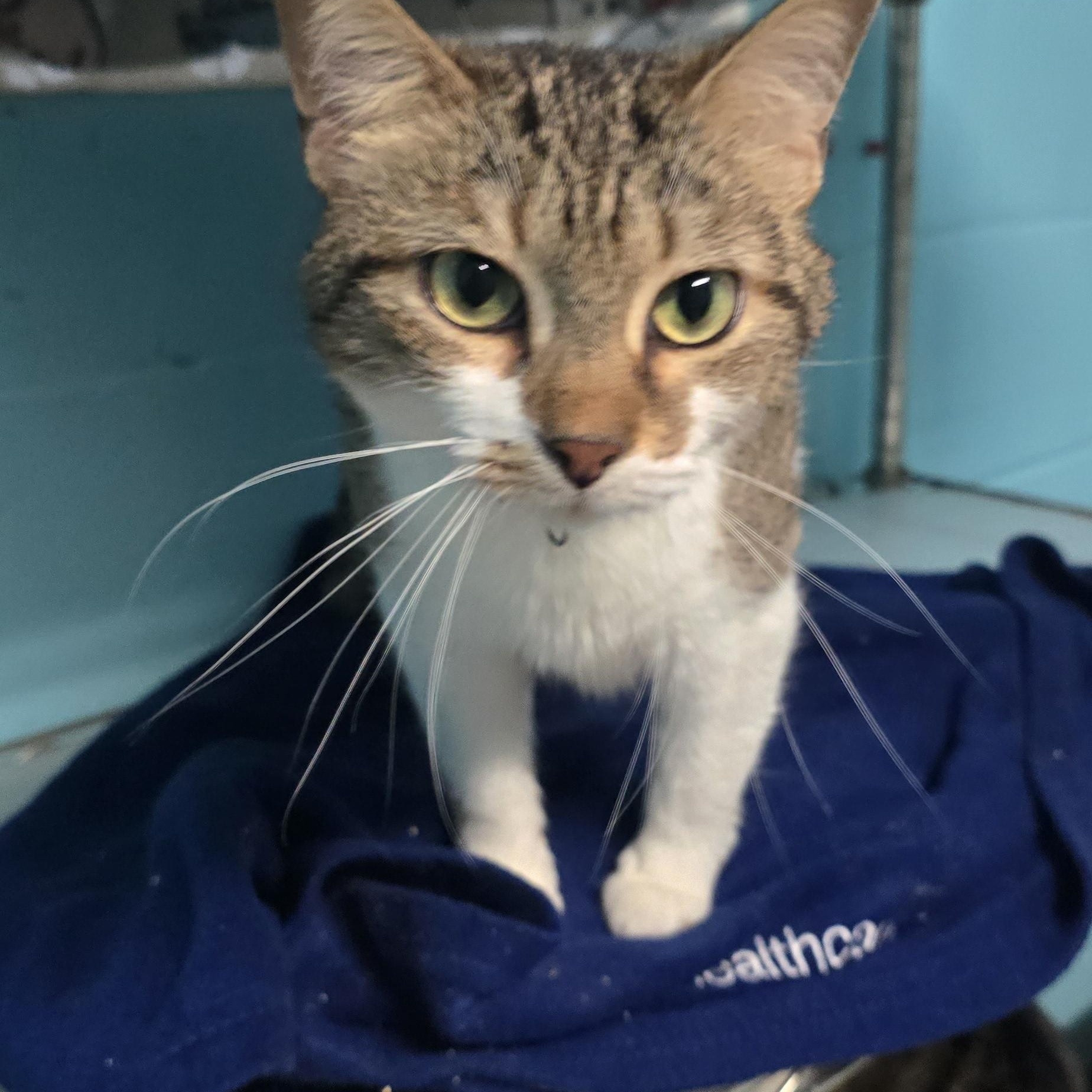 Enlarge Paisley, a Adoptable Domestic Short Hair in Milledgeville, GA image 1/6
