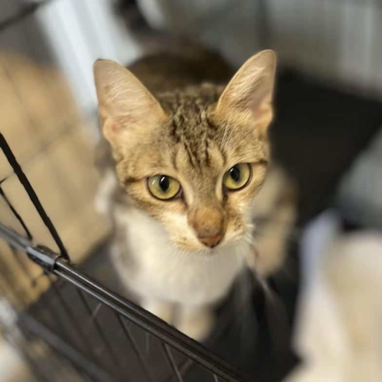 Enlarge Paisley, a Adoptable Domestic Short Hair in Milledgeville, GA image 3/6