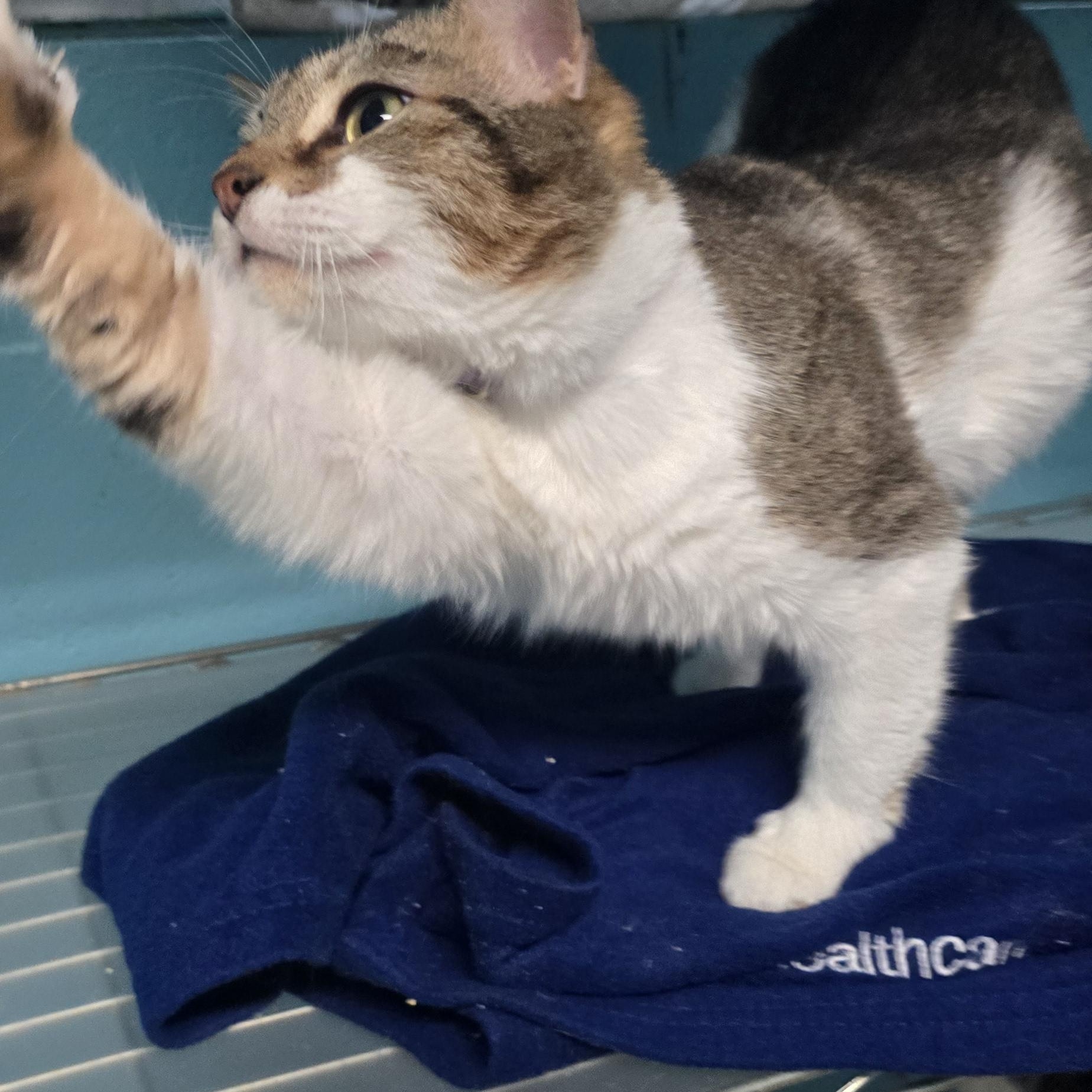 Enlarge Paisley, a Adoptable Domestic Short Hair in Milledgeville, GA image 5/6
