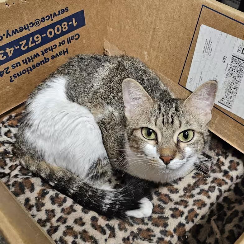 Enlarge Paisley, a Adoptable Domestic Short Hair in Milledgeville, GA image 2/6