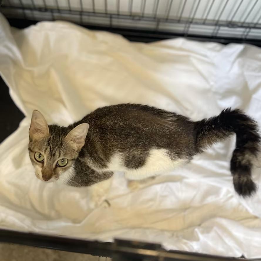 Enlarge Paisley, a Adoptable Domestic Short Hair in Milledgeville, GA image 6/6