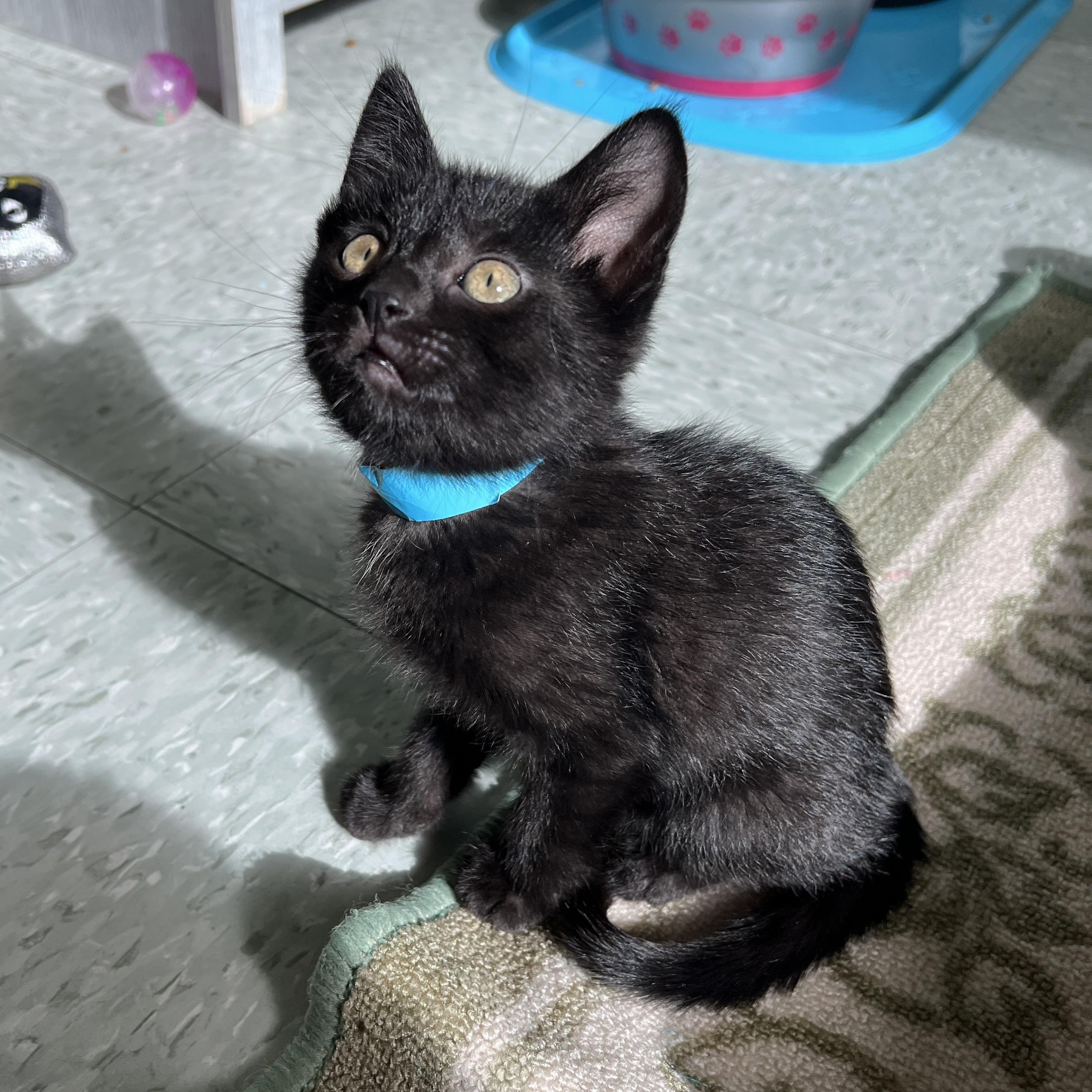 Andy, adopted, Kitten Male Domestic Short Hair.