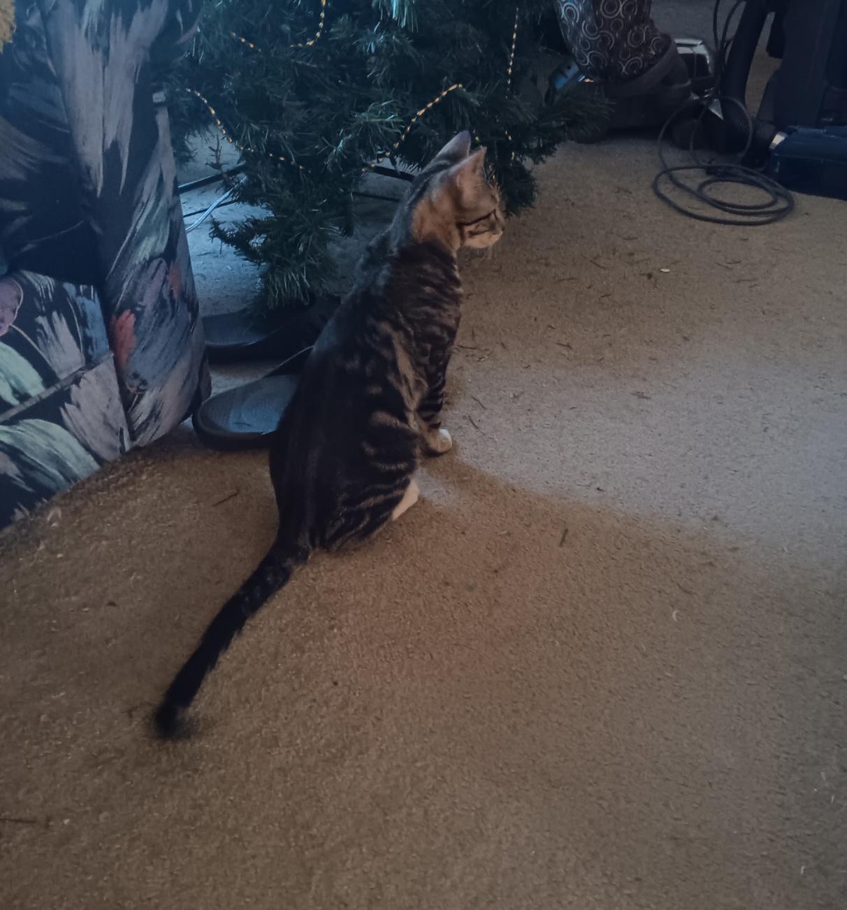 SABRINA, Adoptable, Young Female Maine Coon & Tabby.