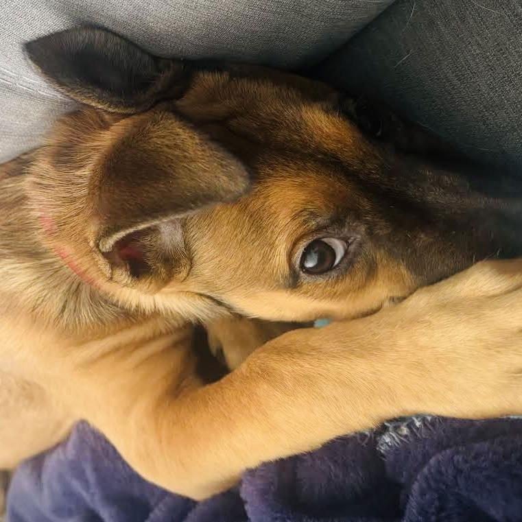 Sakura D10449, Adoptable, Puppy Female Border Terrier & Chihuahua.