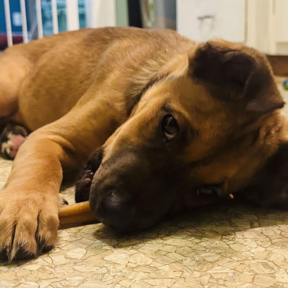 Enlarge Sakura D10449, a Adoptable mixed breed in Princeton, MN image 2/6