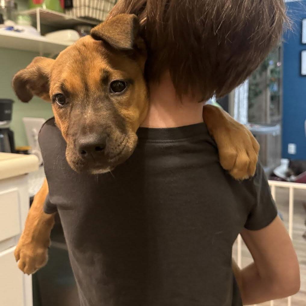 Enlarge Sakura D10449, a Adoptable mixed breed in Princeton, MN image 3/6