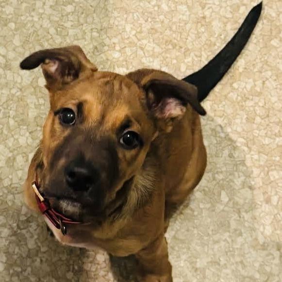 Enlarge Sakura D10449, a Adoptable mixed breed in Princeton, MN image 4/6