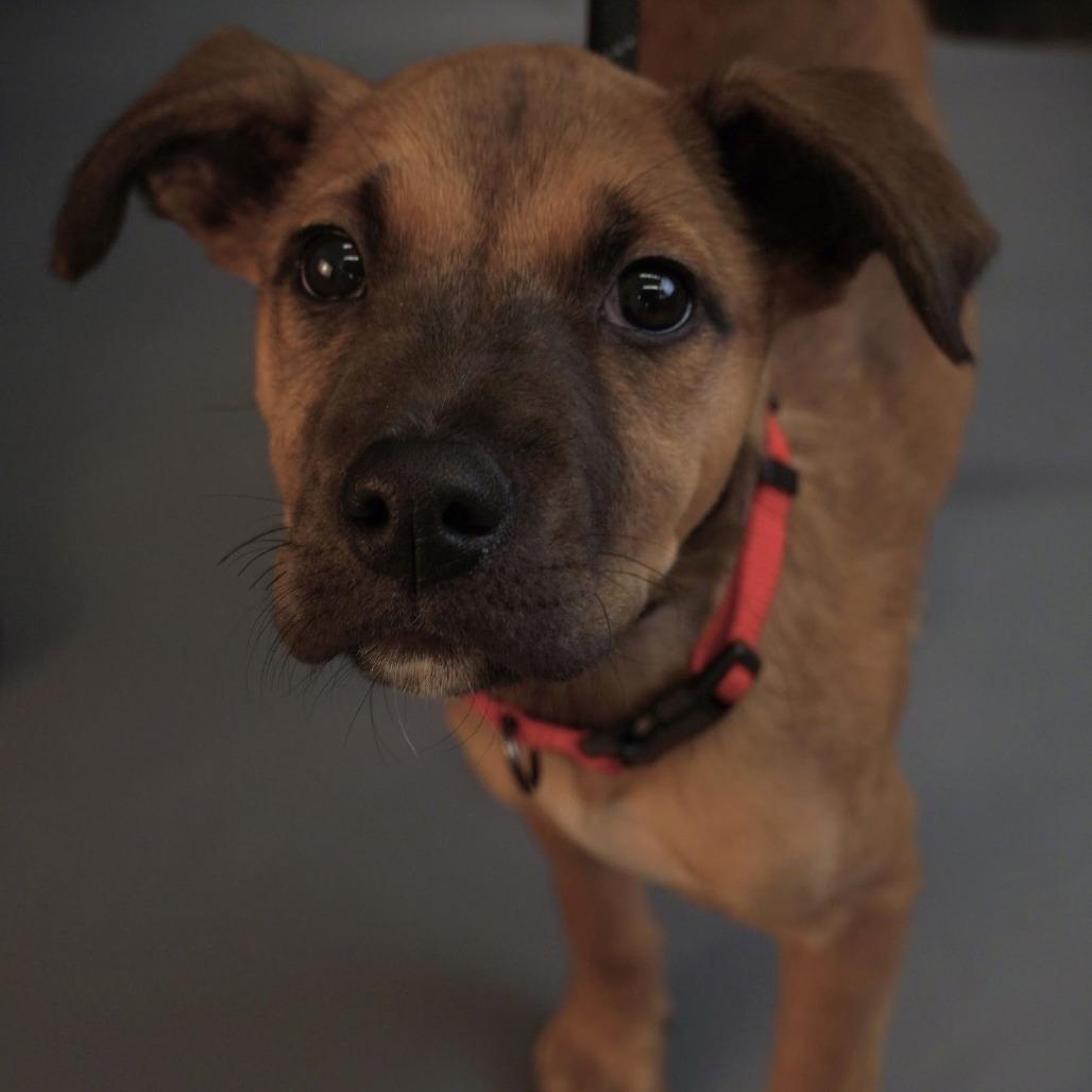 Enlarge Sakura D10449, a Adoptable mixed breed in Princeton, MN image 5/6