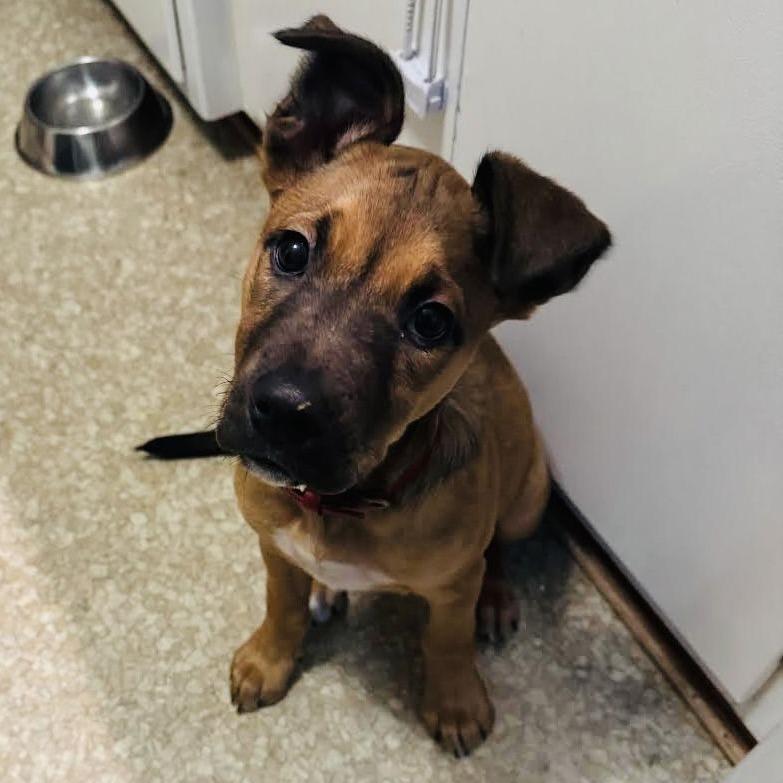 Enlarge Sakura D10449, a Adoptable mixed breed in Princeton, MN image 6/6