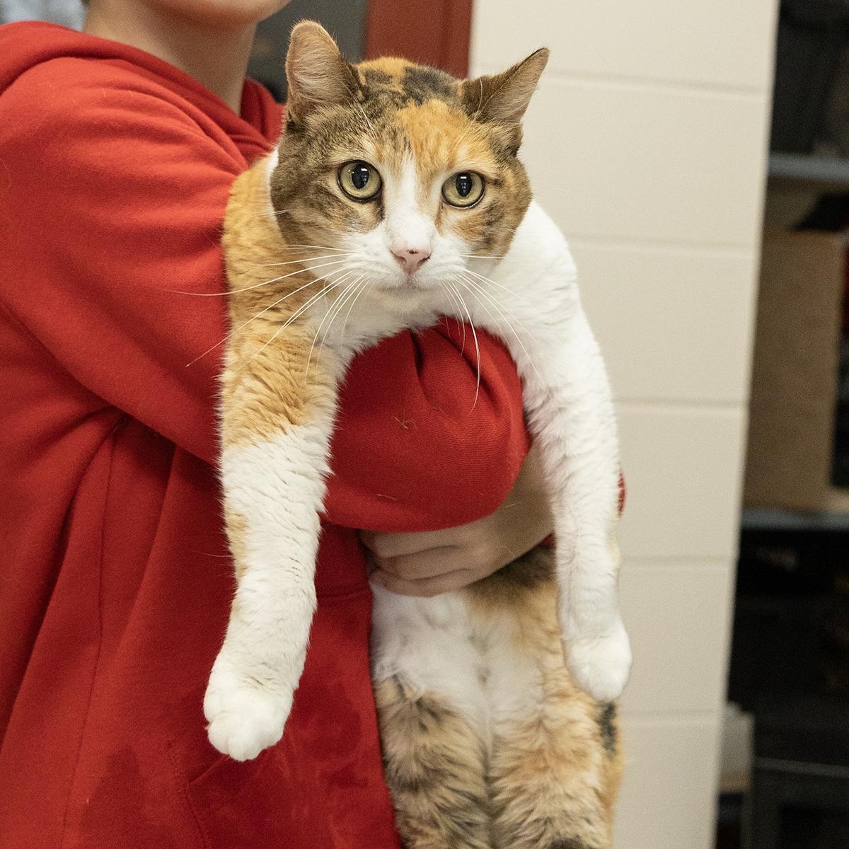 Enlarge Madelein, a ADOPTABLE Domestic Short Hair in Slidell, LA image 2/2