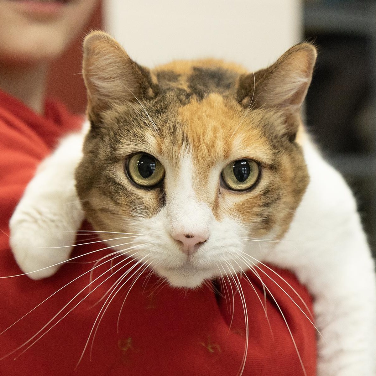 Enlarge Madelein, a ADOPTABLE Domestic Short Hair in Slidell, LA image 1/2