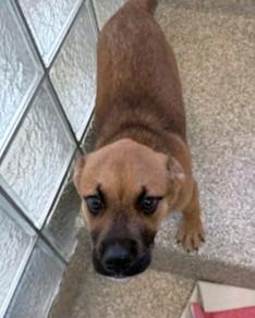 Enlarge Jingle, a Adoptable mixed breed in Washington, DC image 1/1